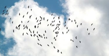 vogelschwarm - vogelschlag an flugzeugen