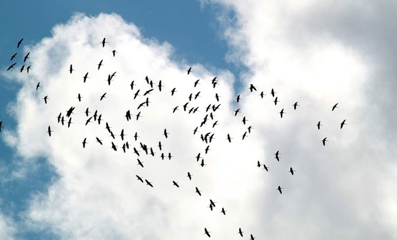 vogelschwarm - vogelschlag an flugzeugen