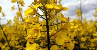 Raps für Biodiesel