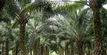oil plams Malaysia