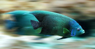 Learning from fish and flags to inform new propulsion strategies