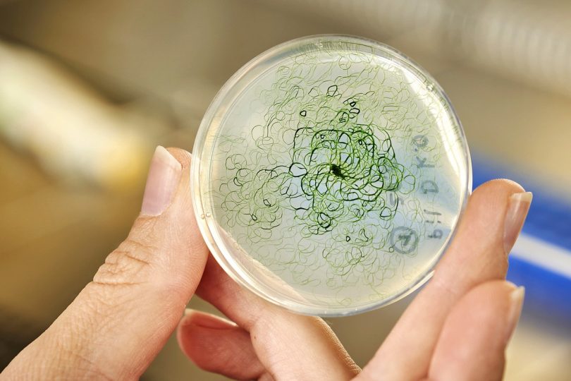 Cyanobakterien