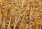 Biomasse wird Biokraftstoff – ohne Konkurrenz zur Lebensmittelproduktion