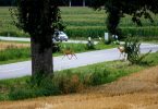 Auswirkungen auf Wildtiere