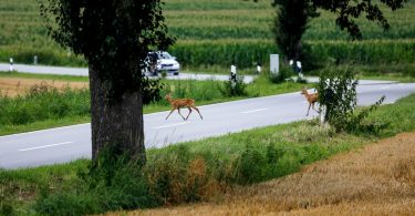 Auswirkungen auf Wildtiere