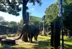 Elefanten-Warnsystem für Bangladesh
