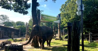 Elefanten-Warnsystem für Bangladesh
