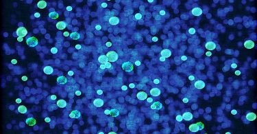 Microbiologists develop biobattery for hydrogen storage