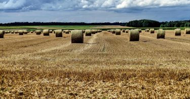 Stroh in flüssigen Kraftstoff umwandeln