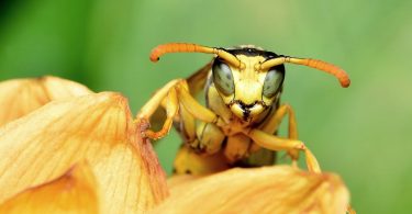 Facettenaugen